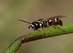 Austrogorytes spryi