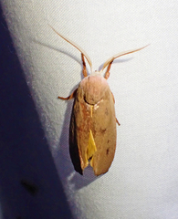 Cryptophasa rubescens