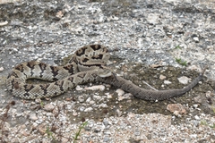 Crotalus tzabcan