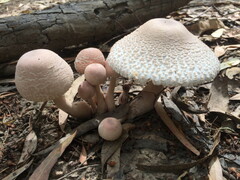 Leucoagaricus