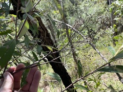 Pomaderris argyrophylla