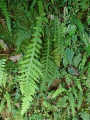 Phegopteris decursive-pinnata