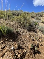 Gentianella tortuosa