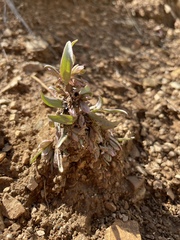 Gentianella tortuosa