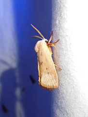 Cryptophasa rubescens