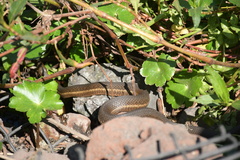 Thamnophis melanogaster
