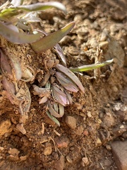 Gentianella tortuosa