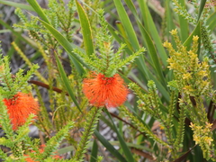 Melaleuca sparsa