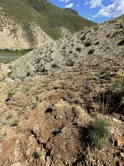 Gentianella tortuosa