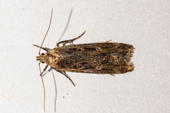 Anisoplaca achyrota