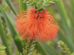 Melaleuca sparsa