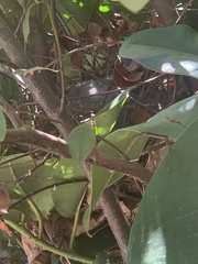 Pseudocheirus peregrinus