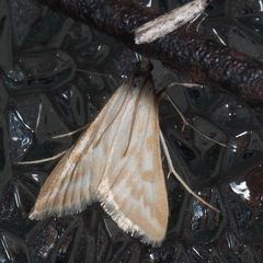 Sedenia cervalis