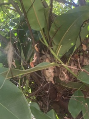 Pseudocheirus peregrinus