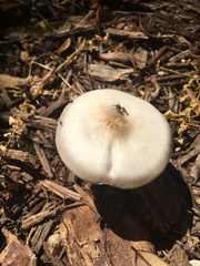Agaricus pocillator