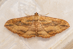 Austrocidaria