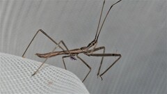 Australcmena lineativentris