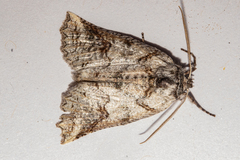 Declana junctilinea