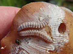 Polydesmus complanatus