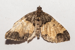 Hydriomena arida