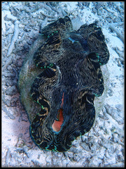 Tridacna squamosa