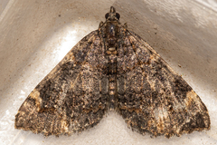 Hydriomena hemizona