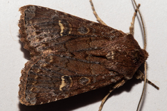 Ichneutica agorastis