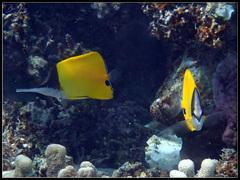 Forcipiger flavissimus