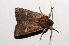 Ichneutica agorastis