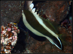 Heniochus chrysostomus