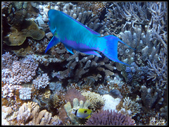 Chlorurus microrhinos