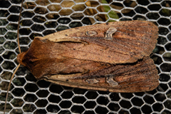 Ichneutica atristriga