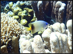 Plectroglyphidodon johnstonianus