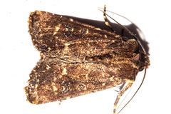 Ichneutica mustulenta