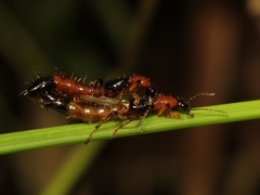 Oedichirus