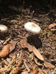 Agaricus pocillator