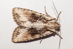 Ichneutica paracausta
