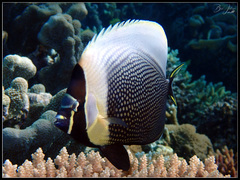 Chaetodon reticulatus