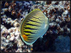 Chaetodon pelewensis