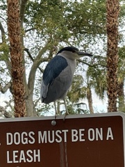 Nycticorax nycticorax