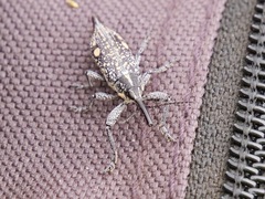 Rhinotia bidentata