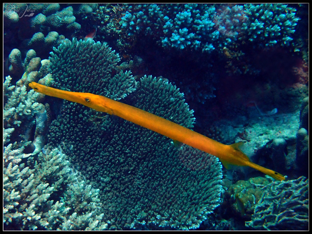 Pacific Trumpetfish from Recif arboré Ever Prosperity on July 18