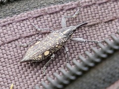 Rhinotia bidentata