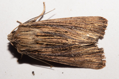 Ichneutica steropastis