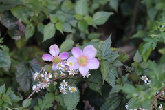 Eriocapitella vitifolia