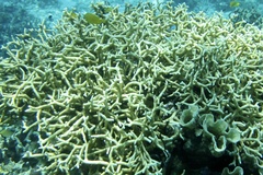 Millepora tenera