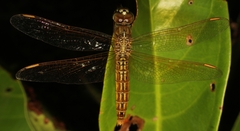 Brachythemis contaminata