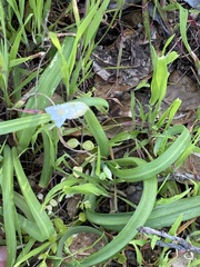 Allium triquetrum