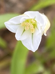 Allium triquetrum