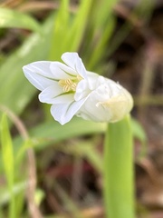 Allium triquetrum